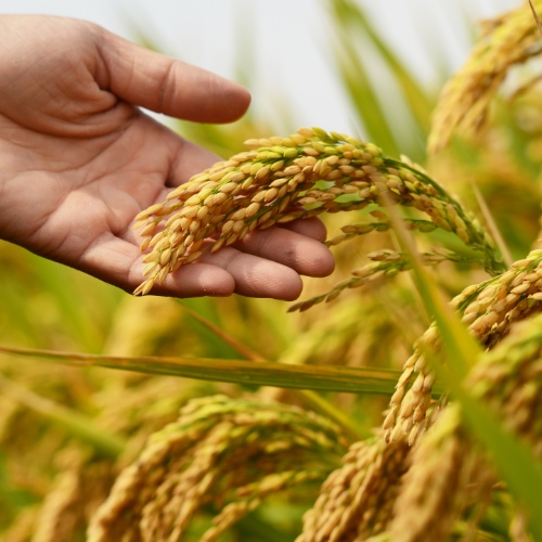 Superior Quality Rice