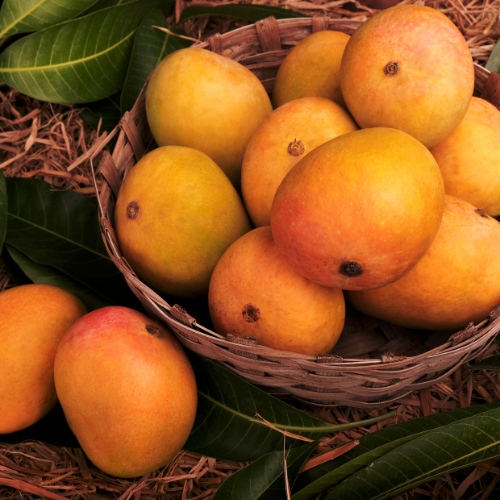mangoes-5