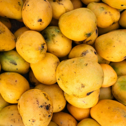 mangoes-6