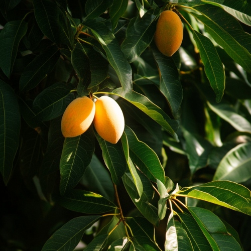 Fresh Alphonso Mangoes