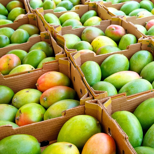 Superior Quality Mangoes